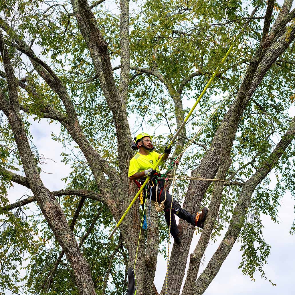 Tree service work for a residential landscape in La Palma, California